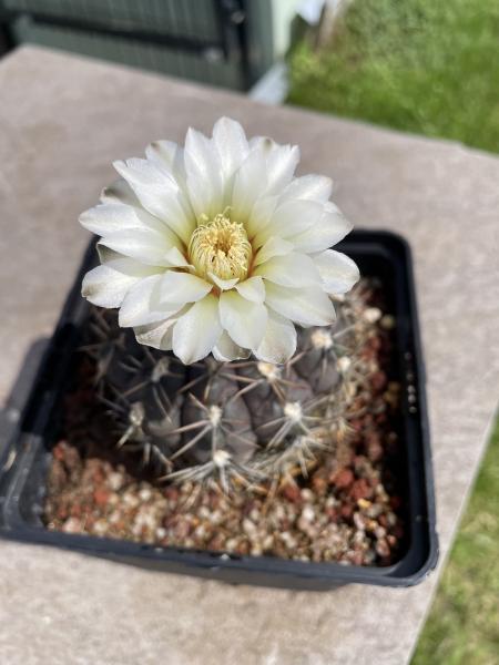 Gymnocalycium leptanthum